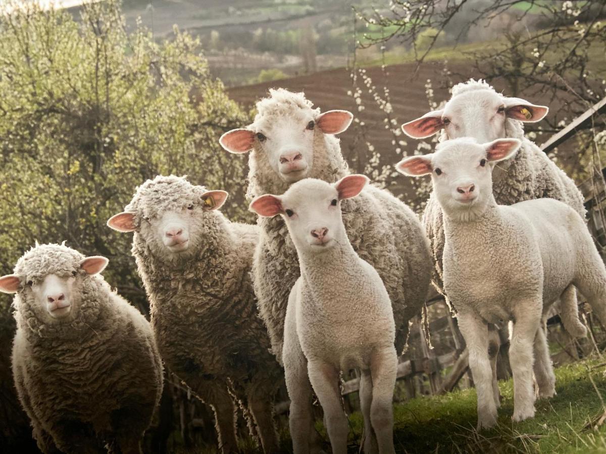 Le Mouton A 5 Pattes Aubagne-cassis-aix En Provence *